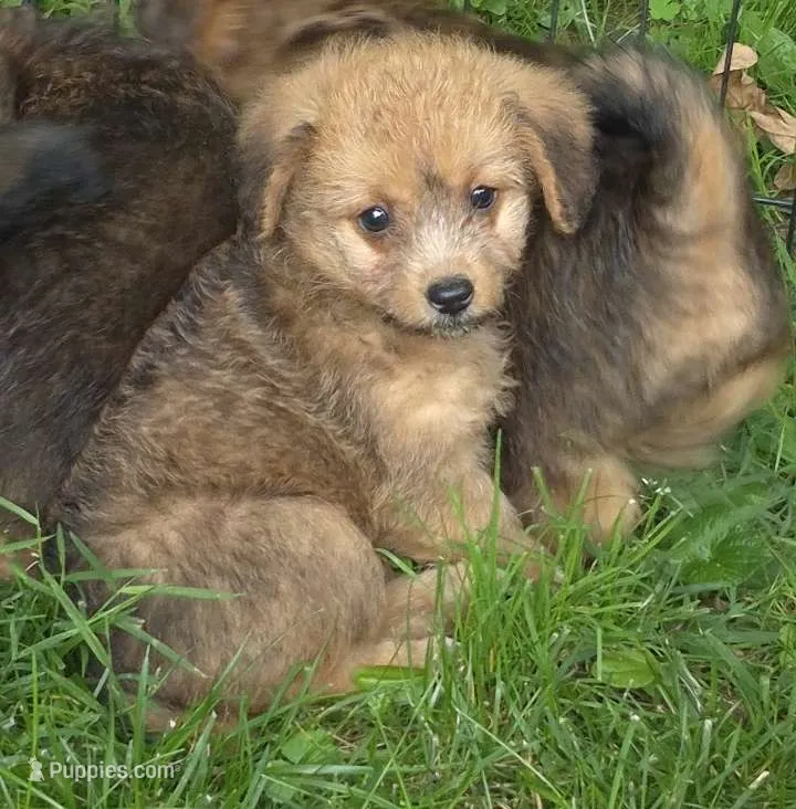 Foxy  – Poodle - Toy  puppy for sale in Telford, PA