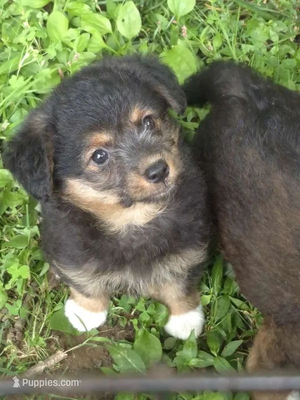 Ally  – Pembroke Welsh Corgi, Poodle - Toy  puppy for sale in Telford, PA