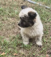 Sandy , a male Miniature Aussiedoodle for sale in Telford, PA – 3 of 4