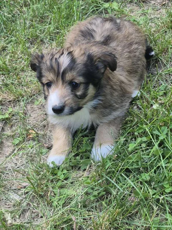 Bella  – Shetland Sheepdog puppy for sale in Telford, PA