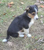 Remi , a male Pembroke Welsh Corgi for sale in Telford, PA – 2 of 3
