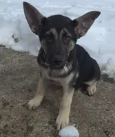 Boomer , a male German Shepherd Dog for sale in Telford, PA – Photo 2 of 2