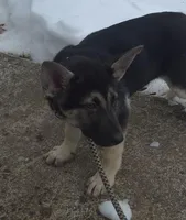 Boomer , a male German Shepherd Dog for sale in Telford, PA – Photo 1 of 2