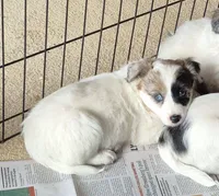 Ella, a female Poodle - Toy  and Miniature Australian Shepherd for sale in Telford, PA – Photo 1 of 3