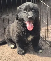 Bella , a female Bernese Mountain Dog and Golden Retriever for sale in Telford, PA – 3 of 4