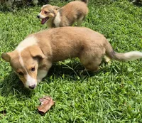 Brownie , a male Pembroke Welsh Corgi and Miniature Australian Shepherd for sale in Telford, PA – 3 of 4