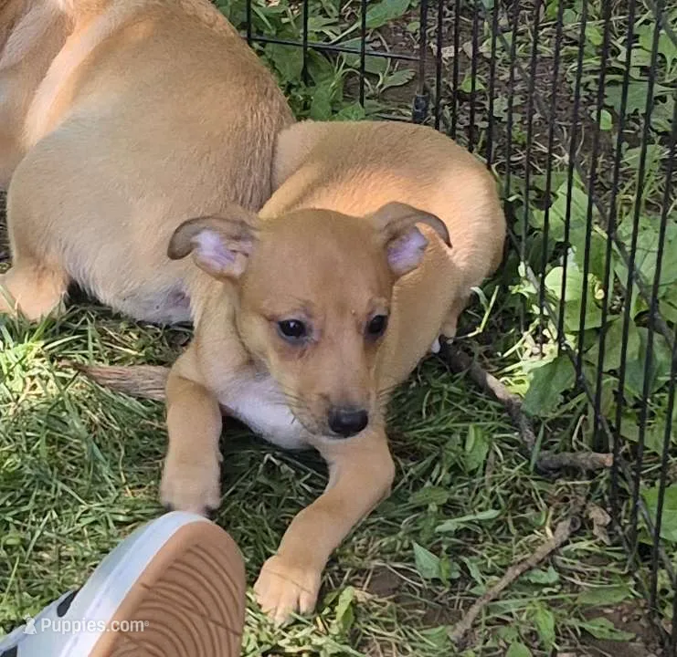 Bruce  – Chihuahua puppy for sale in Telford, PA