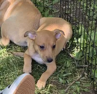 Bruce , a male Chihuahua for sale in Telford, PA – 1 of 3