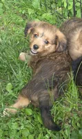 Nova , a female Pembroke Welsh Corgi and Poodle - Toy  for sale in Telford, PA – 2 of 2