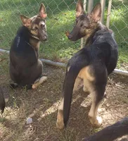 Zoey , a female German Shepherd Dog for sale in Telford, PA – 4 of 4
