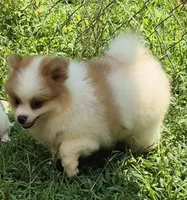 Max , a male Pomeranian for sale in Telford, PA – 5 of 5