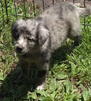 Bella , a female Miniature Aussiedoodle for sale in Telford, PA – 2 of 7