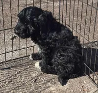 Zeus, a male Miniature Bernedoodle for sale in Telford, PA – Photo 2 of 3