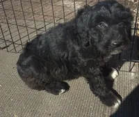 Zeus, a male Miniature Bernedoodle for sale in Telford, PA – Photo 1 of 3