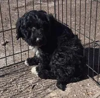 Zeus, a male Miniature Bernedoodle for sale in Telford, PA – Photo 3 of 3