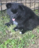 Blitz , a male Pomeranian for sale in Telford, PA – 2 of 4