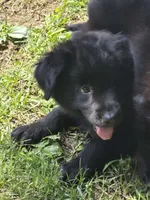 Marley , a female Bernese Mountain Dog and Golden Retriever for sale in Telford, PA – 2 of 5