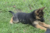 Dixie , a female German Shepherd Dog and Siberian Husky for sale in Telford, PA – 5 of 6