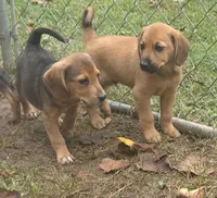 Bruce , a male Beagle and Dachshund for sale in Telford, PA – 2 of 4