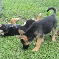 Ben , a male German Shepherd Dog and Siberian Husky for sale in Telford, PA – 3 of 7