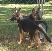 Zoey , a female German Shepherd Dog for sale in Telford, PA – 2 of 4