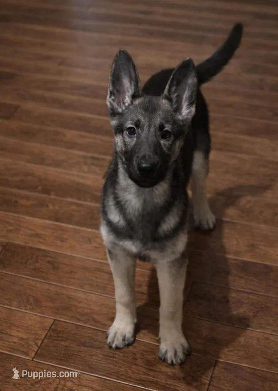 Denver , a male German Shepherd Dog for sale in Telford, PA – Photo 1 of 1