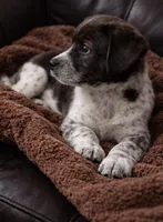 Bruno , a male Australian Cattle Dog and Miniature Australian Shepherd for sale in Telford, PA – Photo 2 of 3