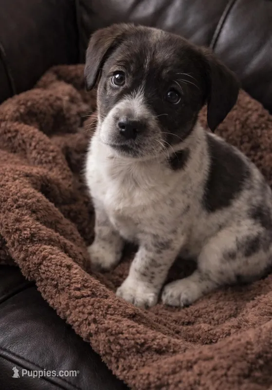 Bruno  – Australian Cattle Dog, Miniature Australian Shepherd puppy for sale in Telford, PA