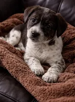 Bruno , a male Australian Cattle Dog and Miniature Australian Shepherd for sale in Telford, PA – Photo 3 of 3