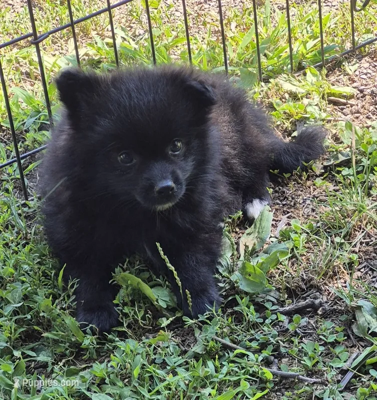 Oshi  – Pomeranian puppy for sale in Telford, PA