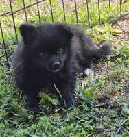 Oshi , a male Pomeranian for sale in Telford, PA – 1 of 4