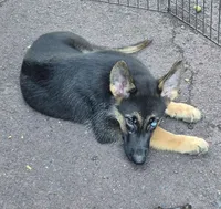 Blitz , a male German Shepherd Dog and Siberian Husky for sale in Telford, PA – 4 of 4