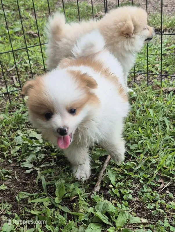 Roco  – Pomeranian puppy for sale in Telford, PA