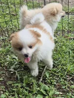 Roco , a female Pomeranian for sale in Telford, PA – 1 of 9