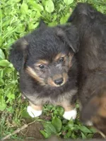 Ally , a female Pembroke Welsh Corgi and Poodle - Toy  for sale in Telford, PA – 2 of 4