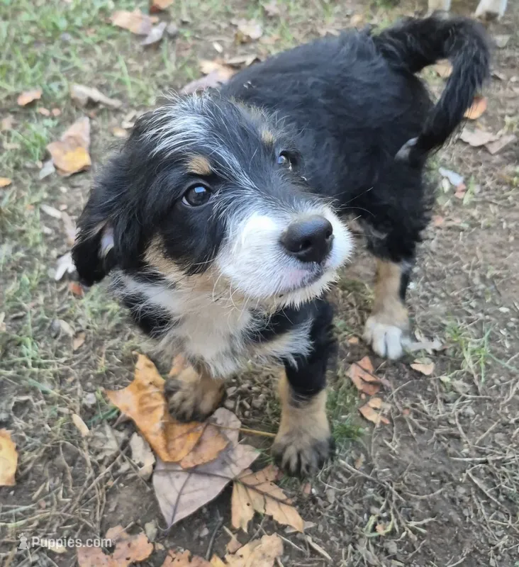 Nelly  – Miniature Bernedoodle puppy for sale in Telford, PA