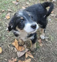 Nelly , a female Miniature Bernedoodle for sale in Telford, PA – 1 of 2