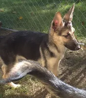 Dozer , a male German Shepherd Dog for sale in Telford, PA – 2 of 3