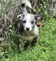 Princess , a female Pembroke Welsh Corgi and Miniature Australian Shepherd for sale in Telford, PA – 5 of 7