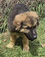 Oscar , a female German Shepherd Dog for sale in Telford, PA – 4 of 6