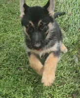 Star , a female German Shepherd Dog for sale in Telford, PA – 3 of 4