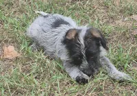 Benny , a male Miniature Aussiedoodle for sale in Telford, PA – 5 of 5