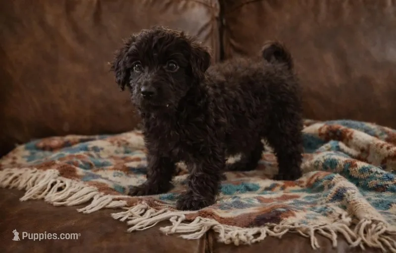 Ollie  – Yorkipoo puppy for sale in Telford, PA