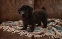 Ollie , a male Yorkipoo for sale in Telford, PA – Photo 1 of 2