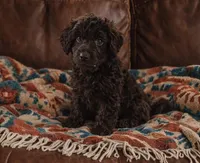 Ollie , a male Yorkipoo for sale in Telford, PA – Photo 2 of 2