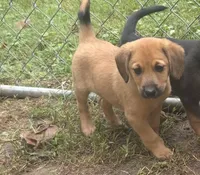 Yoda, a male Beagle and Dachshund for sale in Telford, PA – 2 of 2