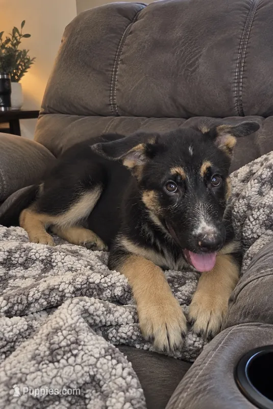 Ben  – German Shepherd Dog, Siberian Husky puppy for sale in Telford, PA