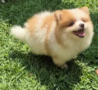 Max , a male Pomeranian for sale in Telford, PA – 3 of 5
