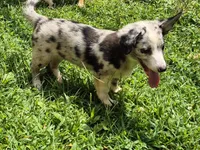 Princess , a female Pembroke Welsh Corgi and Miniature Australian Shepherd for sale in Telford, PA – 4 of 7