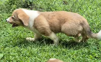 Brownie , a male Pembroke Welsh Corgi and Miniature Australian Shepherd for sale in Telford, PA – 4 of 4